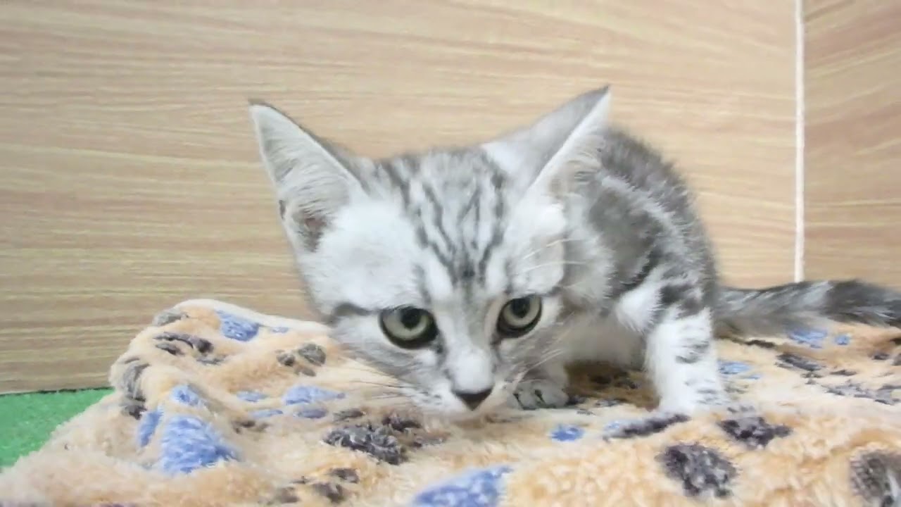 00603582 アメリカンショートヘアー