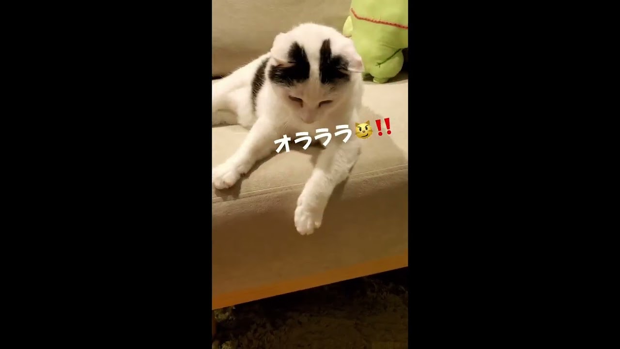 2022年4月25日　#ねこ #ネコ #猫 #ねこ部 #ぽんぽんおしっぽせつこちゃん#ジャパニーズボブテイル#猫動画#かわいい