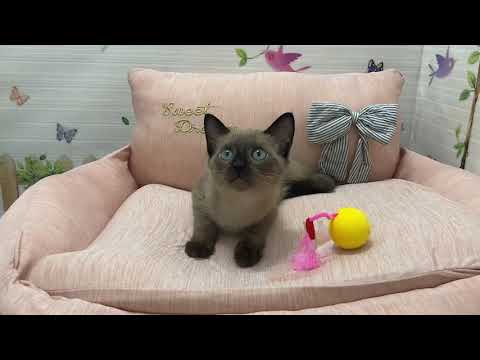 Coo&RIKU　No.600502　トンキニーズ