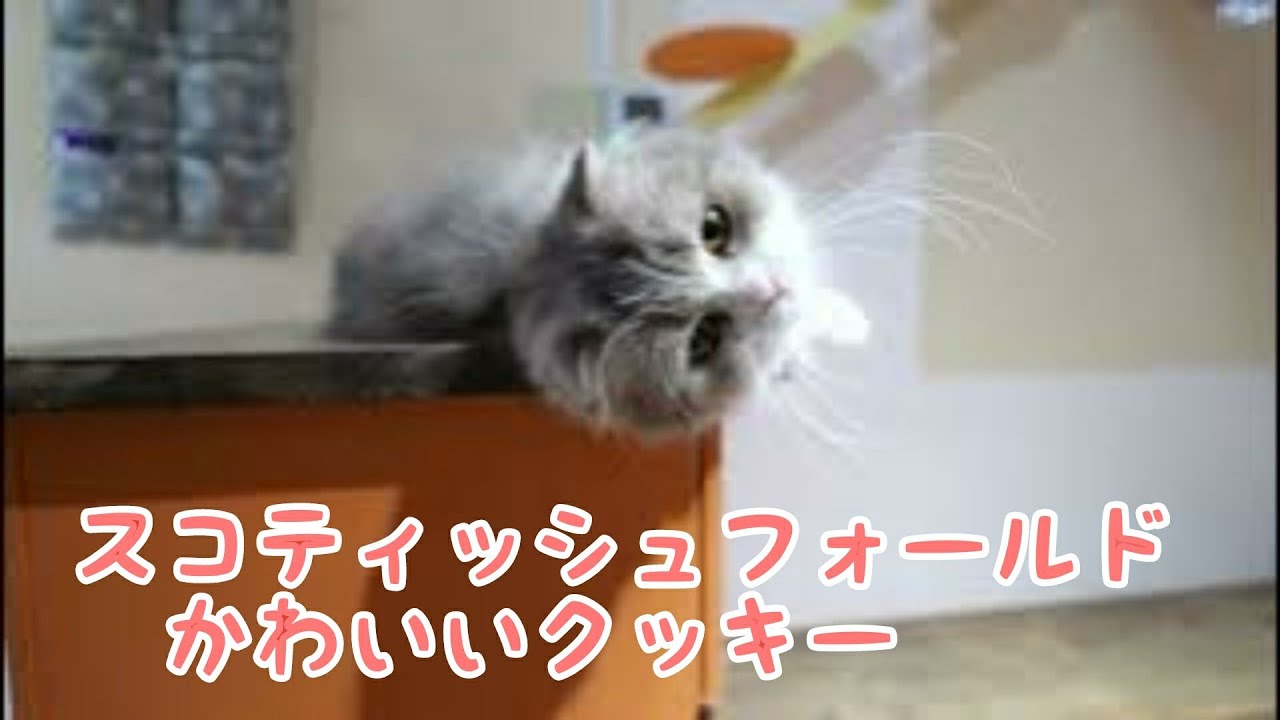 【スコティッシュフォールド】新入りのクッキー