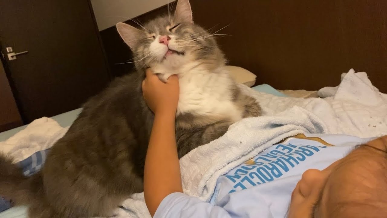 寝る前に娘のテンションを上げてしまう猫　ノルウェージャンとラガマフィンcat that raises my daughter's tension before going to bed.