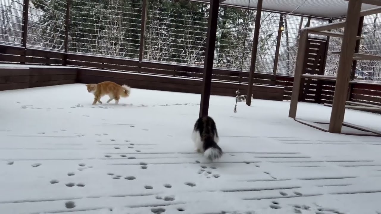 雪大好きノルウェージャンフォレストキャット