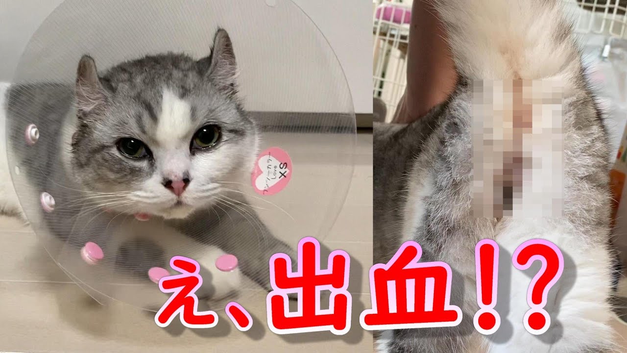 去勢手術後の猫に異変発生!まさかの出血!【アメリカンカール】