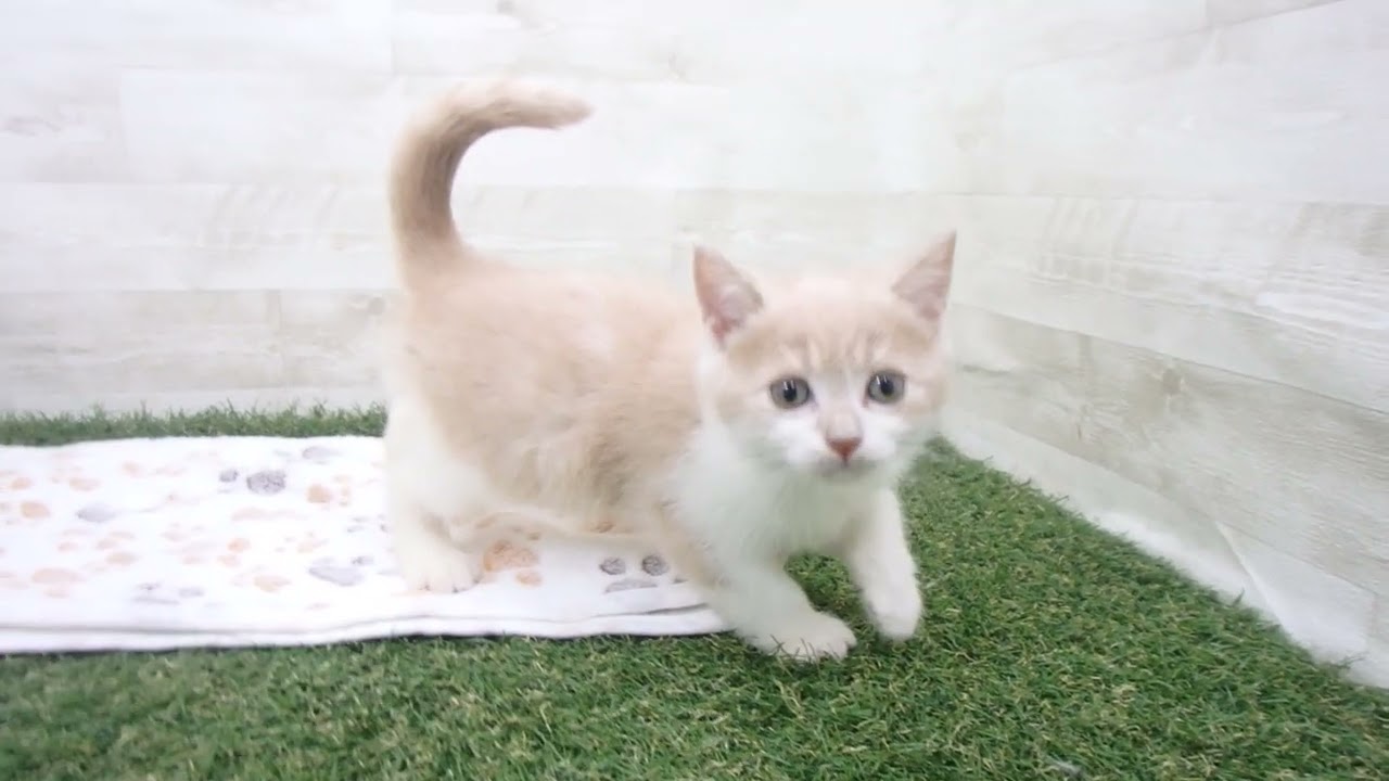 00597977 ブリティッシュショートヘアー