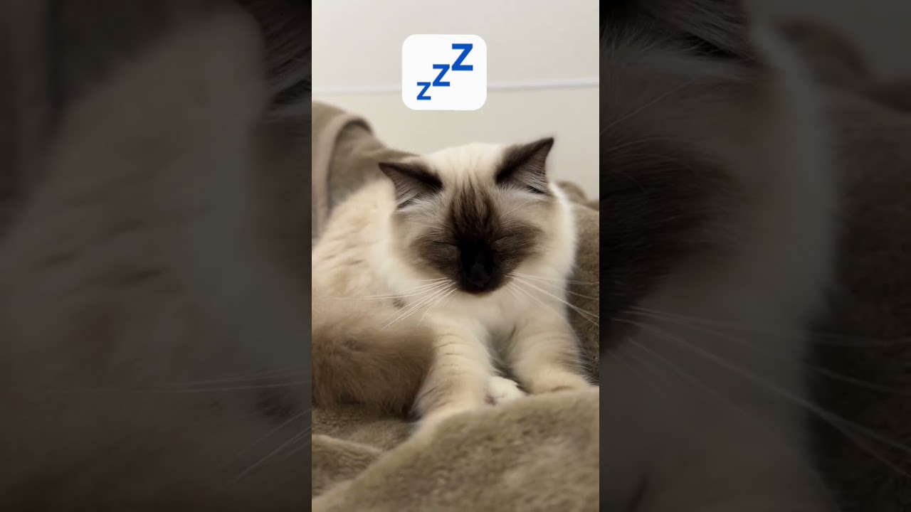 居眠り猫職人【バーマン】