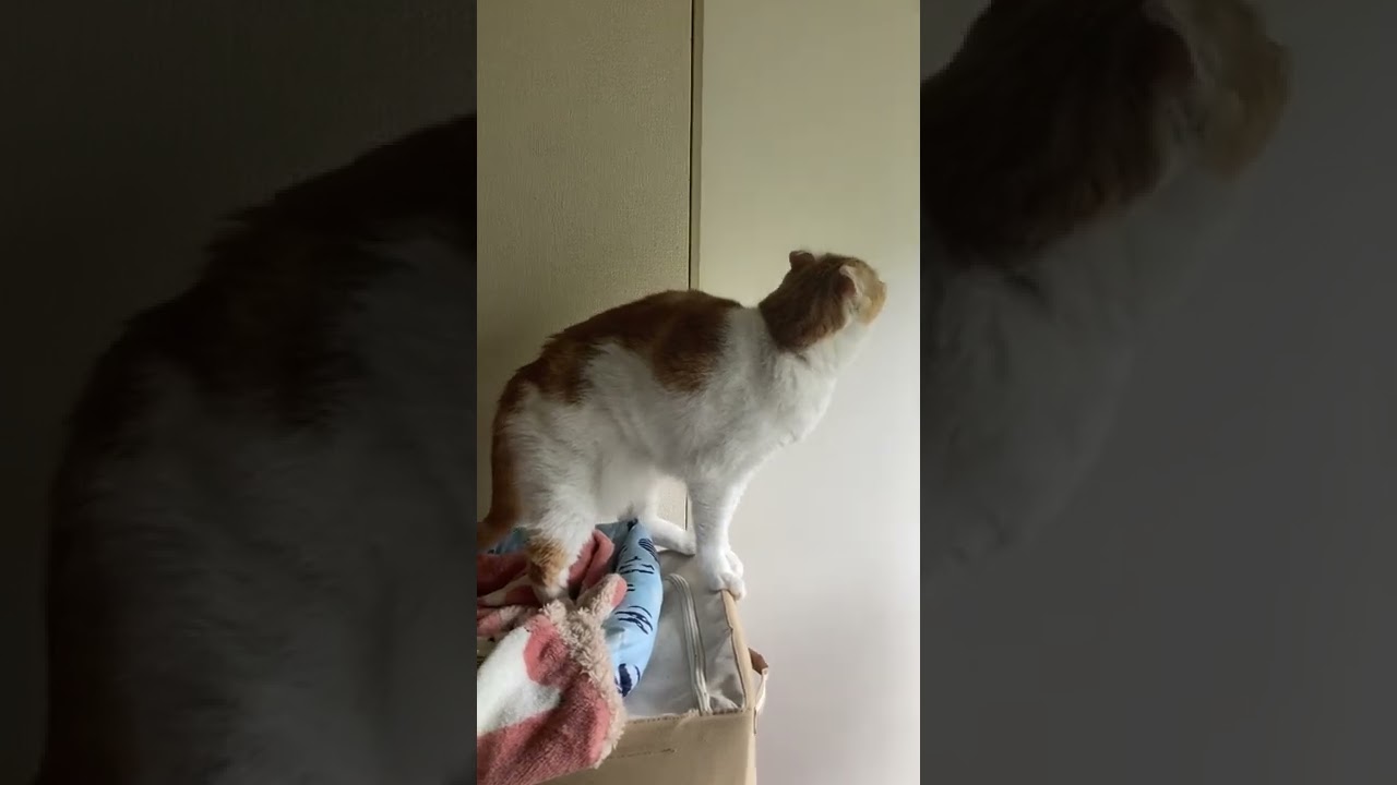 【ｱﾒﾘｶﾝｶｰﾙmocca】わなわなする猫達 #shorts #ねこ #猫 #アメリカンカール