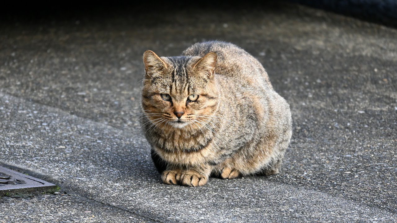ベンガルの命日