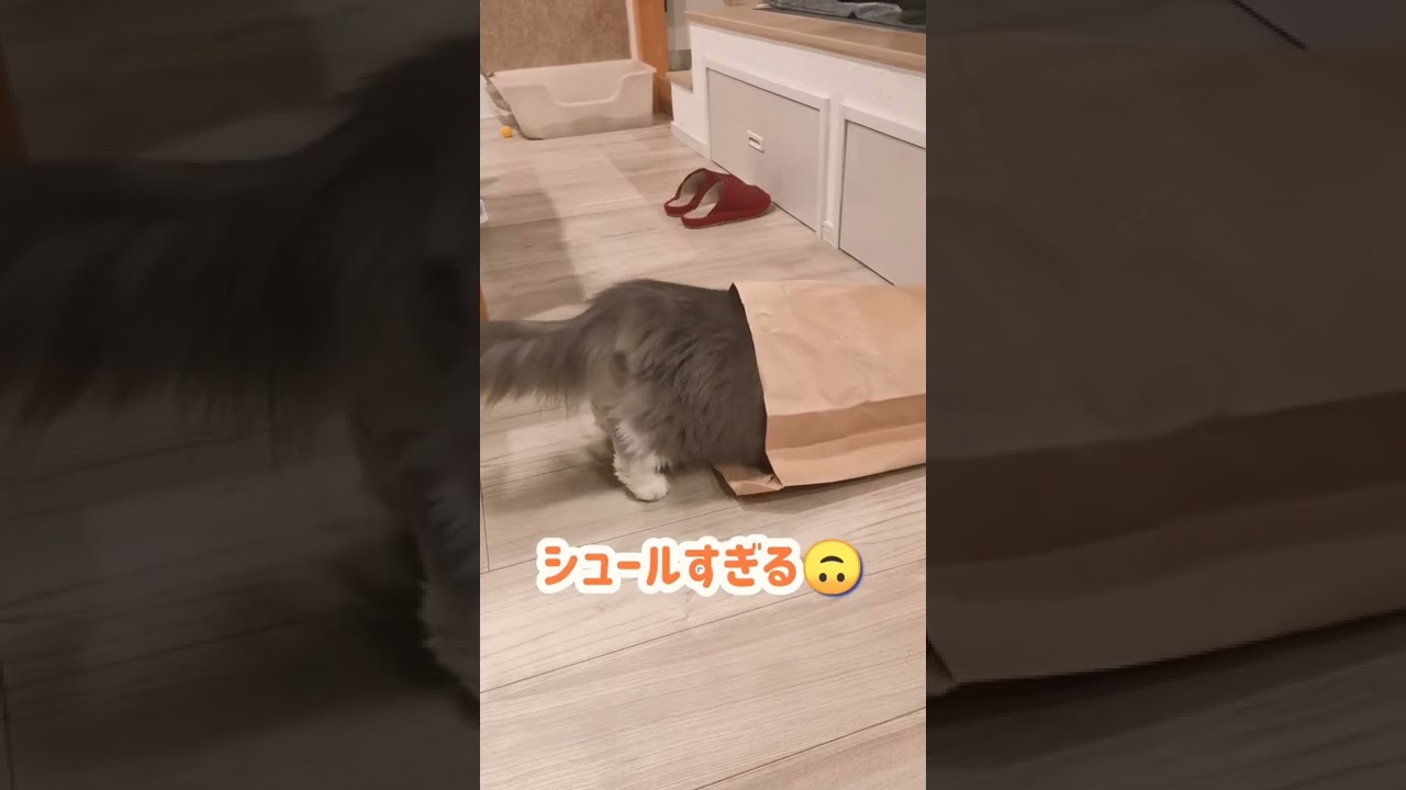 猫が袋に入るまで。【サイベリアンのラフィ】#shorts