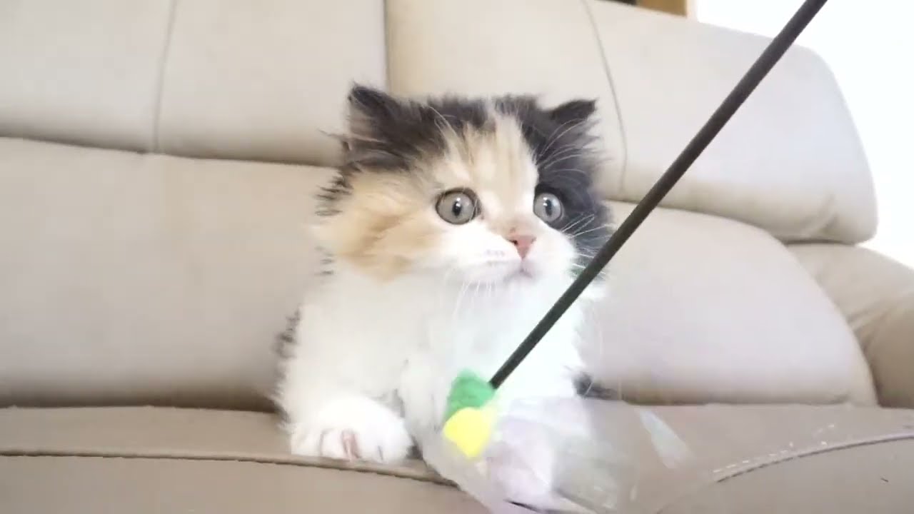 セルカークレックス子猫　2022.9.30産まれ 　キャリコ　三毛猫　女の子　シーダキャット猫のお店　Selkirk Rex