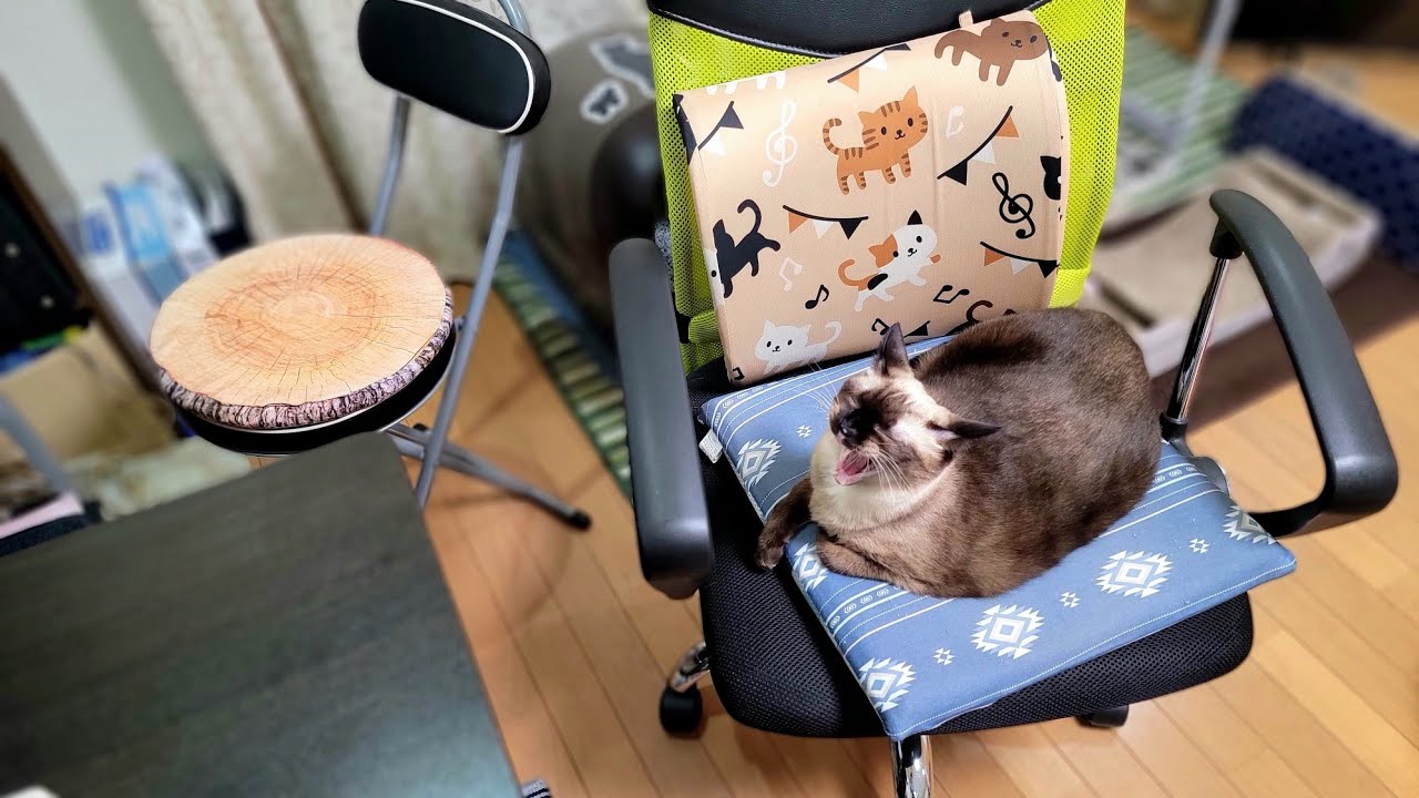 離れた隙にシャム猫が椅子を占領してたので他の椅子を出して座ったら🙃