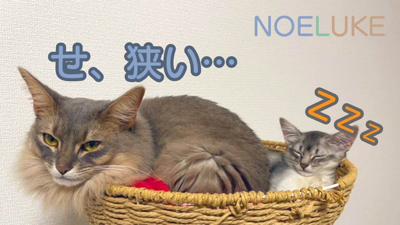 【ソマリ】ついにノエルが威嚇をしなくなりました！