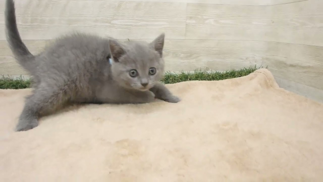 00579088 シャルトリュー