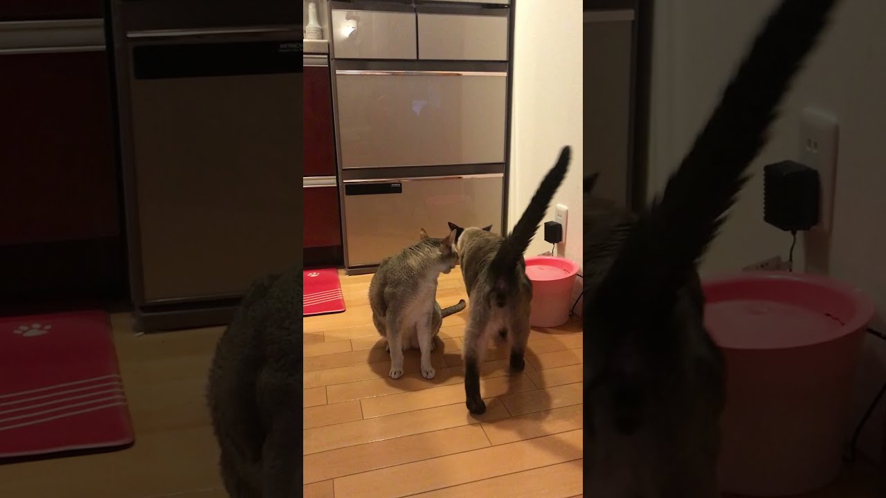 ひとカプッされるシンガプーラなのにゃ♪
