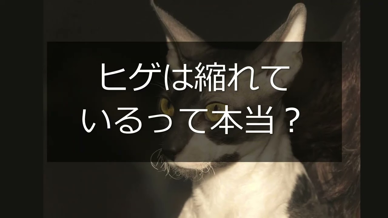 Animalbook CM cornish rex1