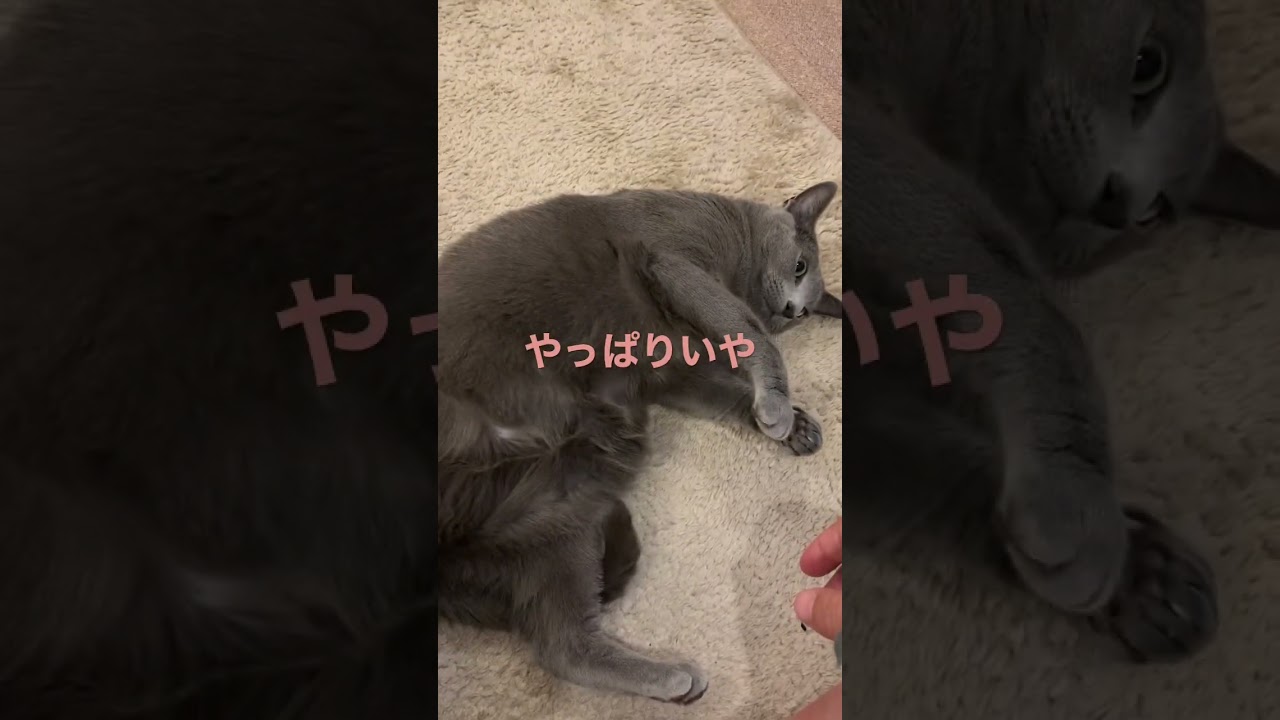 おなかさわってって言ったじゃん🥹#shorts  #ロシアンブルー #russianblue #ねこ