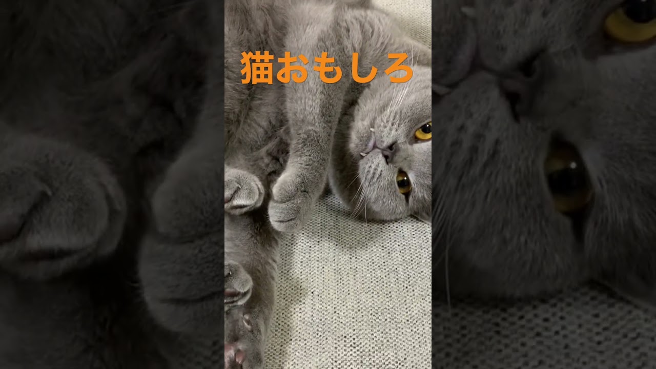 猫おもしろ #猫 #可愛い #shorts #shortsfeed #shortsvideo #shortsyoutube #ブリティッシュショートヘアー #ねこ #かわいい #猫は液体