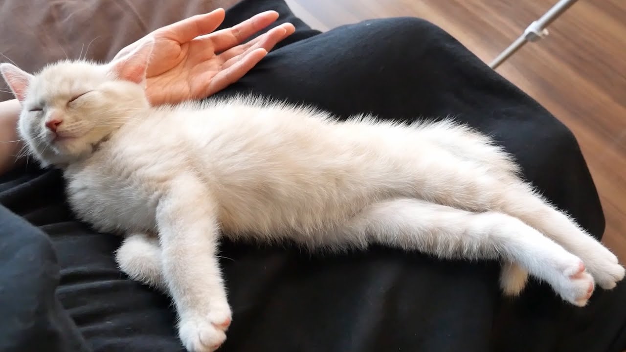 気づくと膝の上で寝てる子猫に癒される
