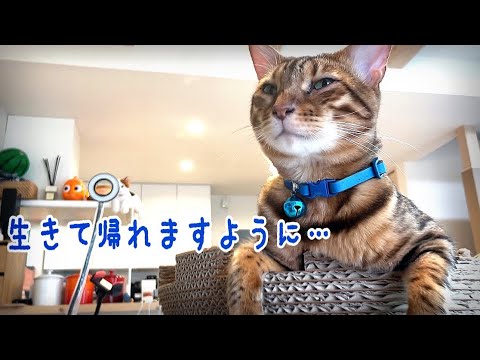 獣医さんvsベンガル猫テト！今年もワクチン鳴きまくりです…
