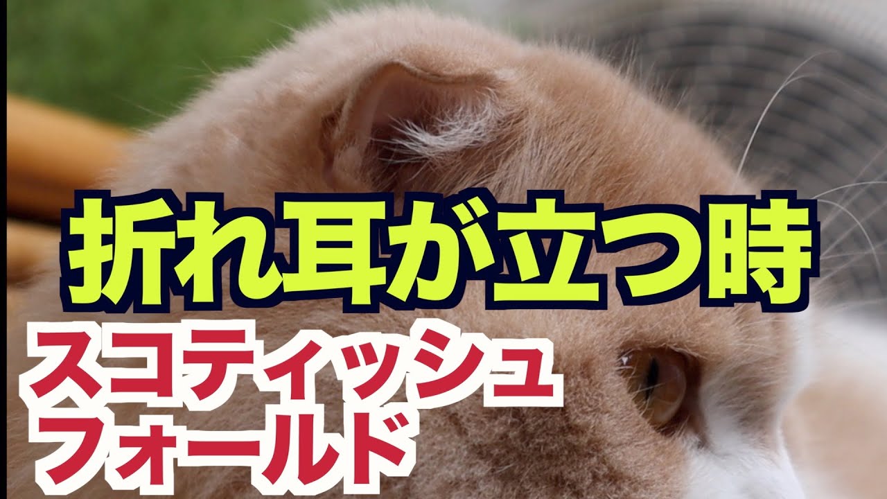 スコティッシュフォールドの耳が立つ時【折れ耳スコティッシュフォールド】