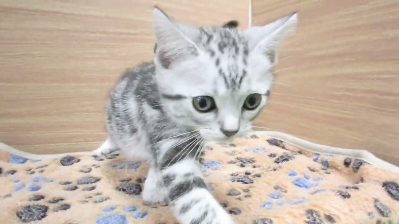 00602576 アメリカンショートヘアー