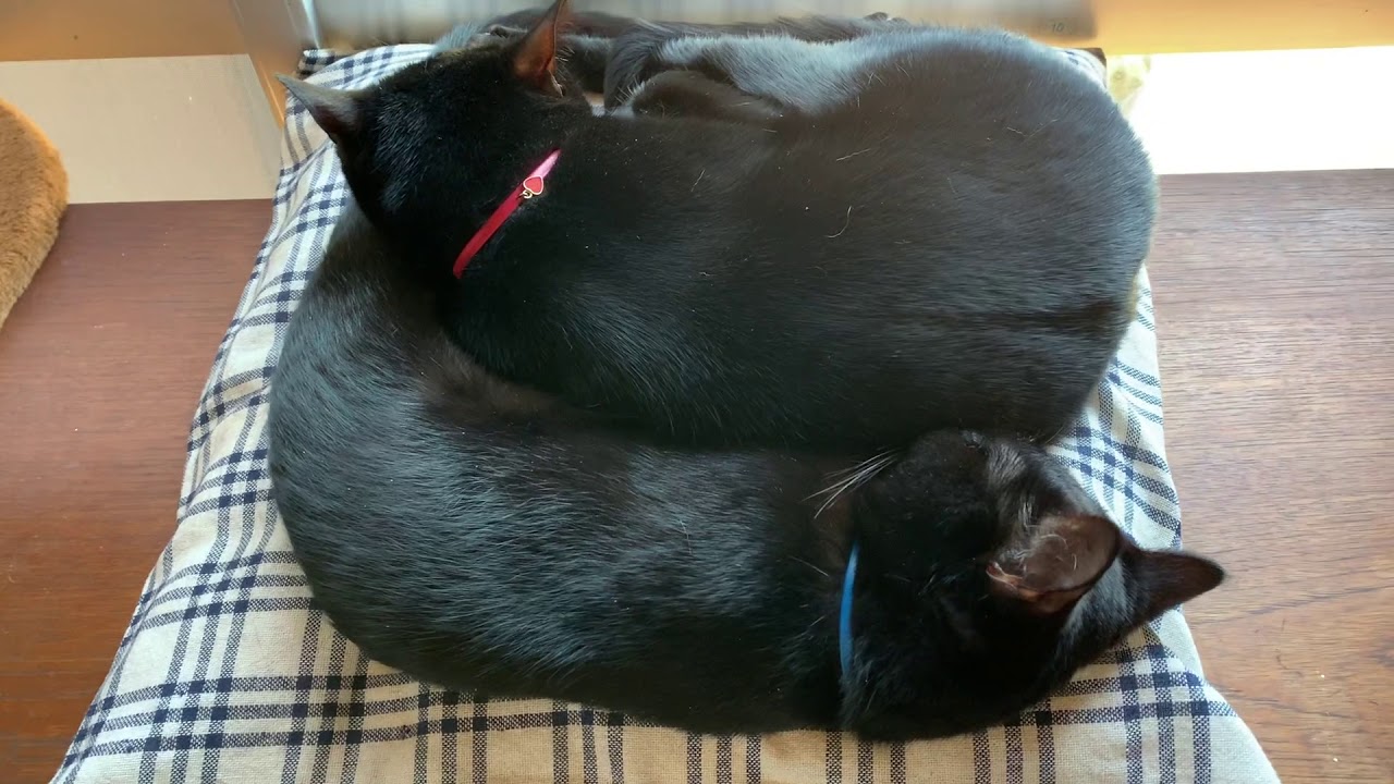 4匹の黒猫ボンベイファミリー☆本当に仲良しすぎる姉妹猫