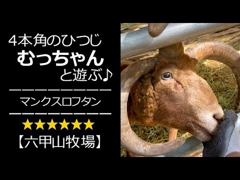 うっとりする４本角の羊【六甲山牧場】お〇りマッサージ大好きむっちゃん #shorts