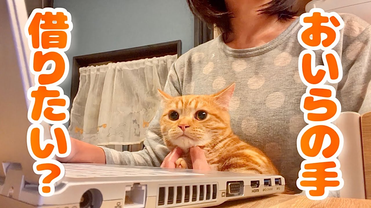 パソコン作業を邪魔せずお利口に眺めてる猫。