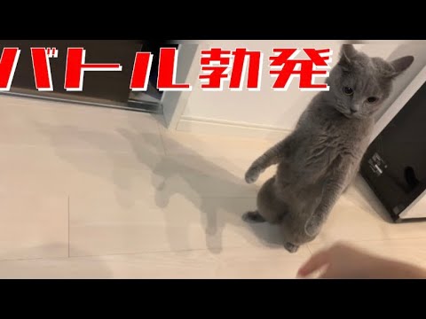 【シャルトリュー】下僕の手が終了のお知らせ。