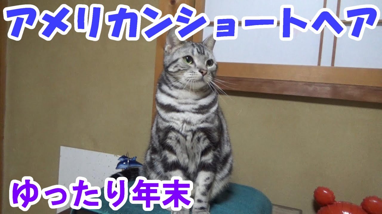 年末のまったりムード（アメリカンショートヘア）