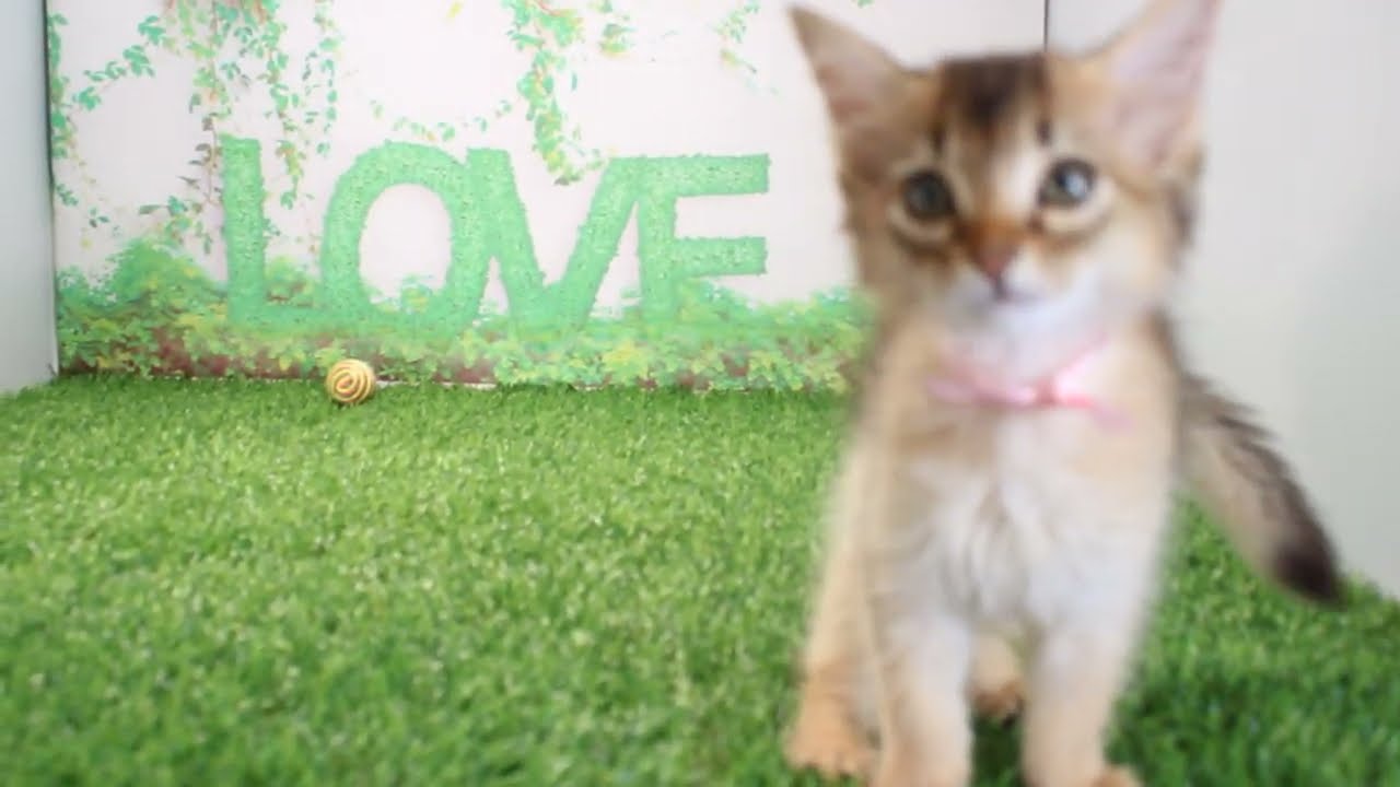 Coo&RIKU　No597513　ソマリ