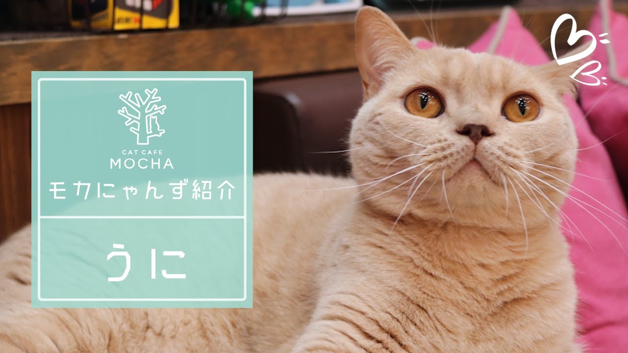 うに（ブリティッシュショートヘア♂）イオンモール大日店