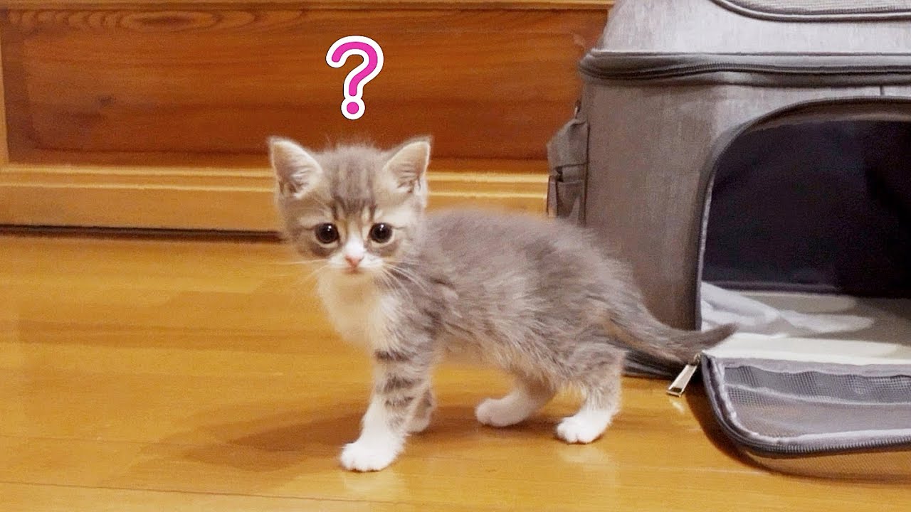 かわいい子猫が家にやってきた！お迎え初日【スコティッシュフォールド】