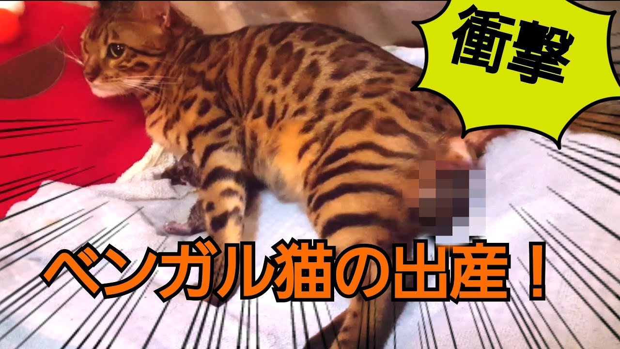 壮絶！！ベンガル猫のベルの出産を一部始終レポート！