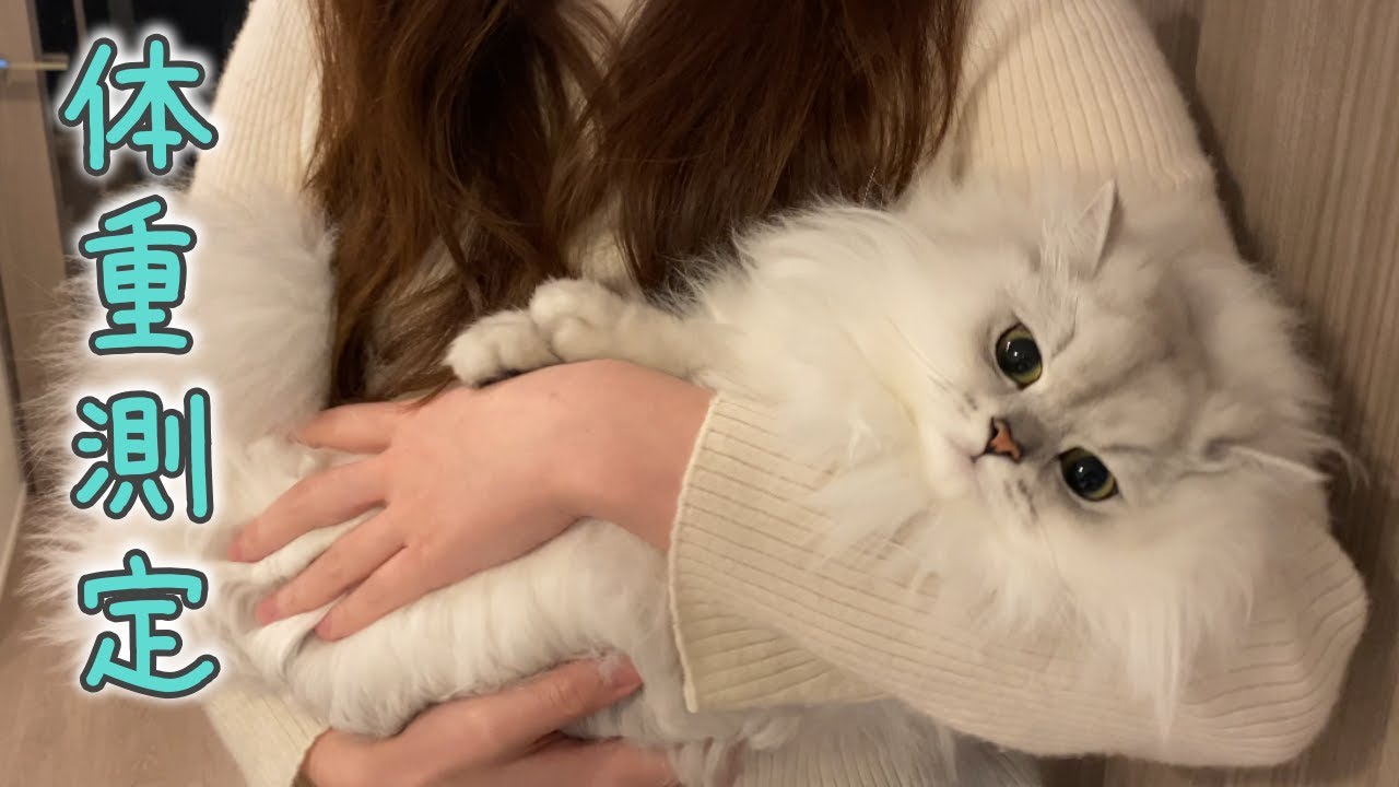 もふ猫の体重を測ってみました！［ペルシャ猫］