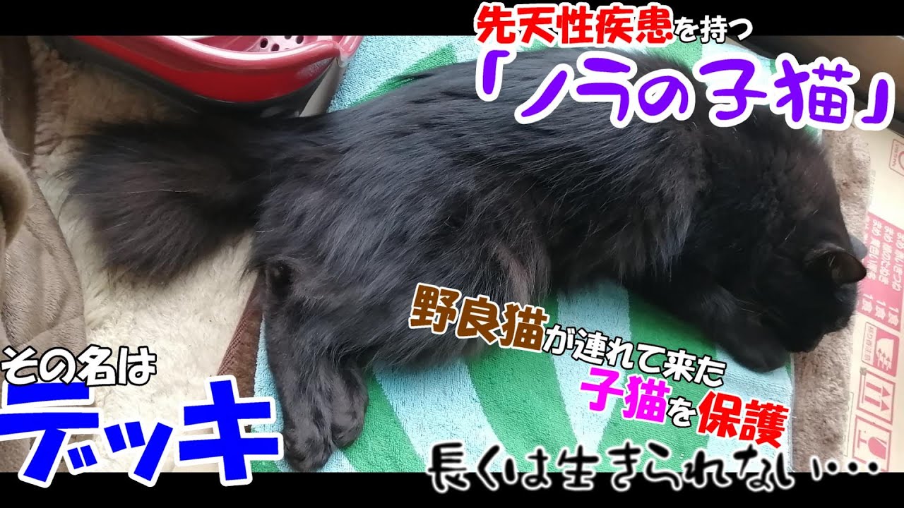 【心筋症】先天性疾患を持つ「ノラの子猫」＃1 元気に走り回る子猫が、我が家に住み着きました！