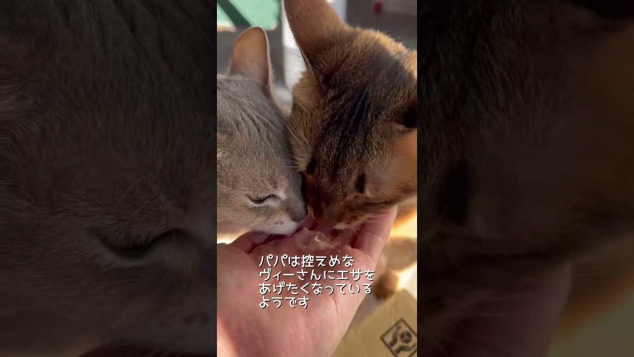 アビシニアン先輩に遠慮しないソマリ