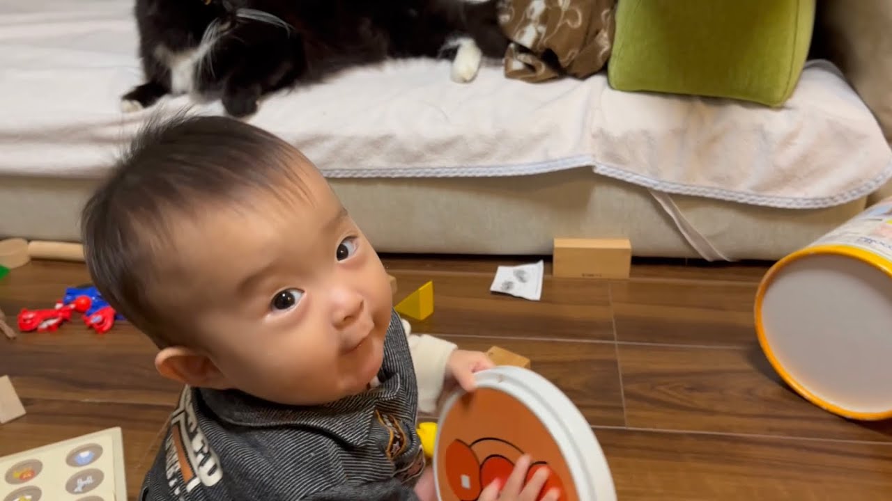 パパと呼び始めた赤ちゃんと聞き耳を立てる猫　ラガマフィン　A baby who started calling Daddy and a cat listening to it
