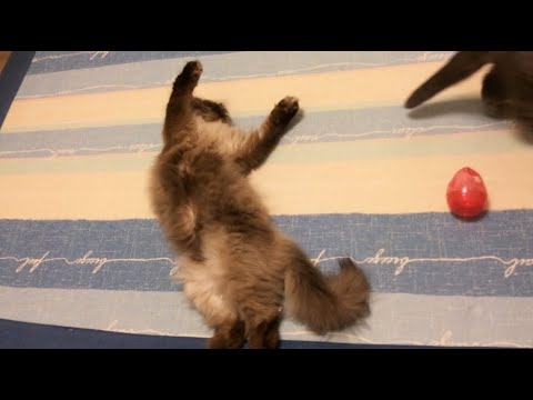 無視されるヒマラヤン