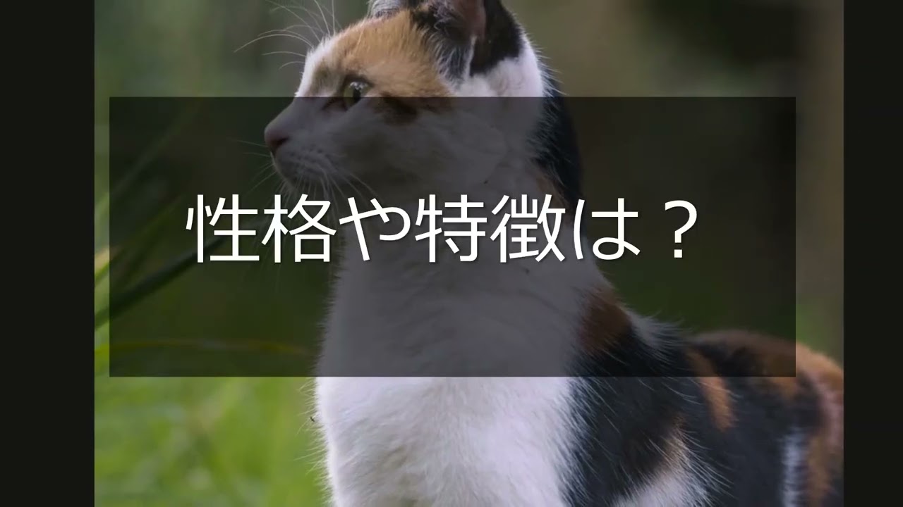 Animalbook CM japanese bobtail3