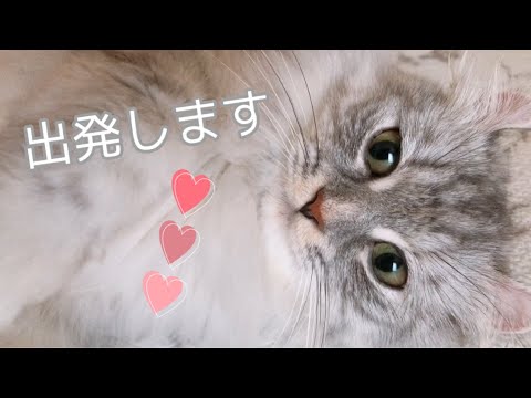 【アメリカンカール】里親様の元へ出発♪