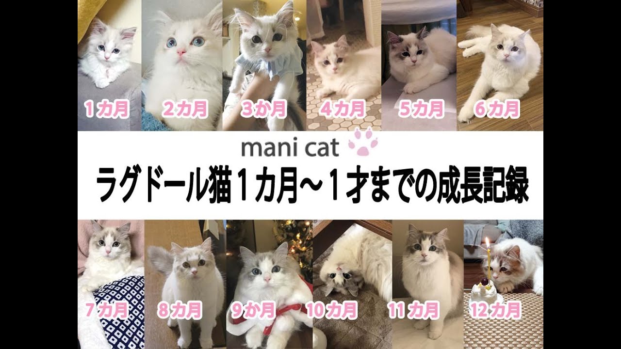 ラグドール猫１カ月～１才までの成長記録💛✨YouTube投稿16回目です✨