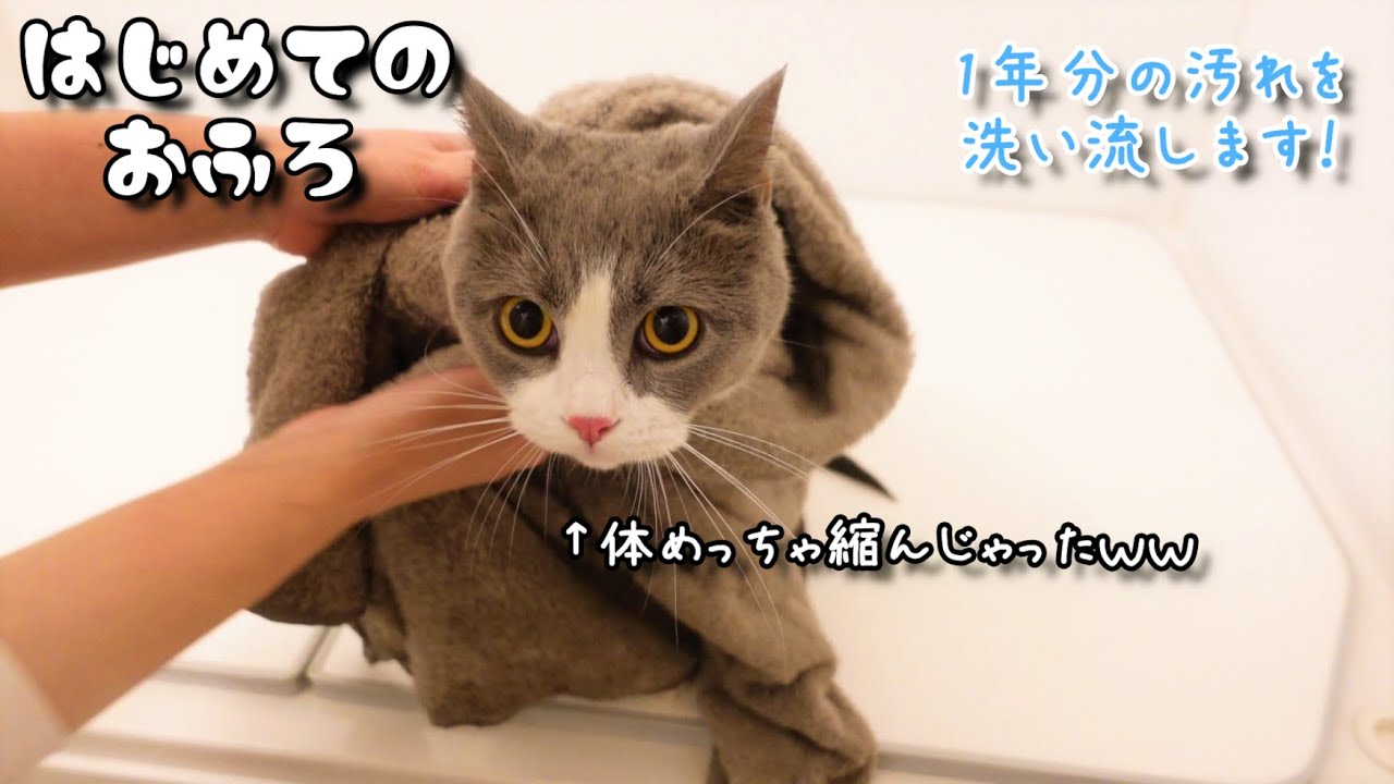 ブリティッシュショートヘア猫のざぶ君が初めてお風呂に入った動画です＾＾