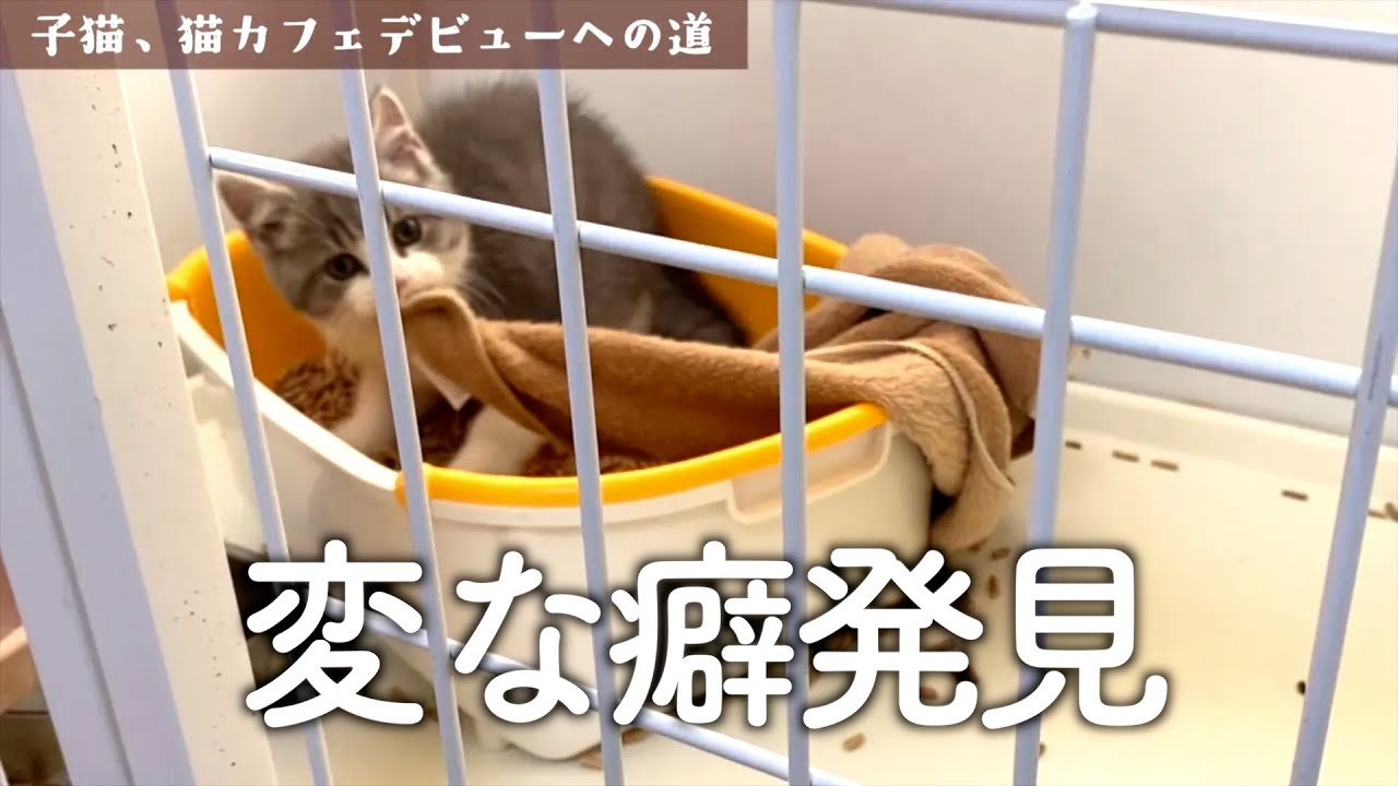 生後約2ヵ月の子猫の寝起きルーティン【スコティッシュフォールド】
