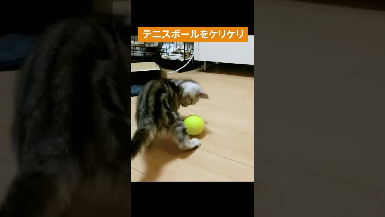 テニスボールにケリケリをする子猫【アメリカンショートヘアー】 #shorts #こねこ #アメショー