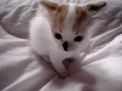 ターキッシュバン　子猫　三毛柄ちゃん６週目