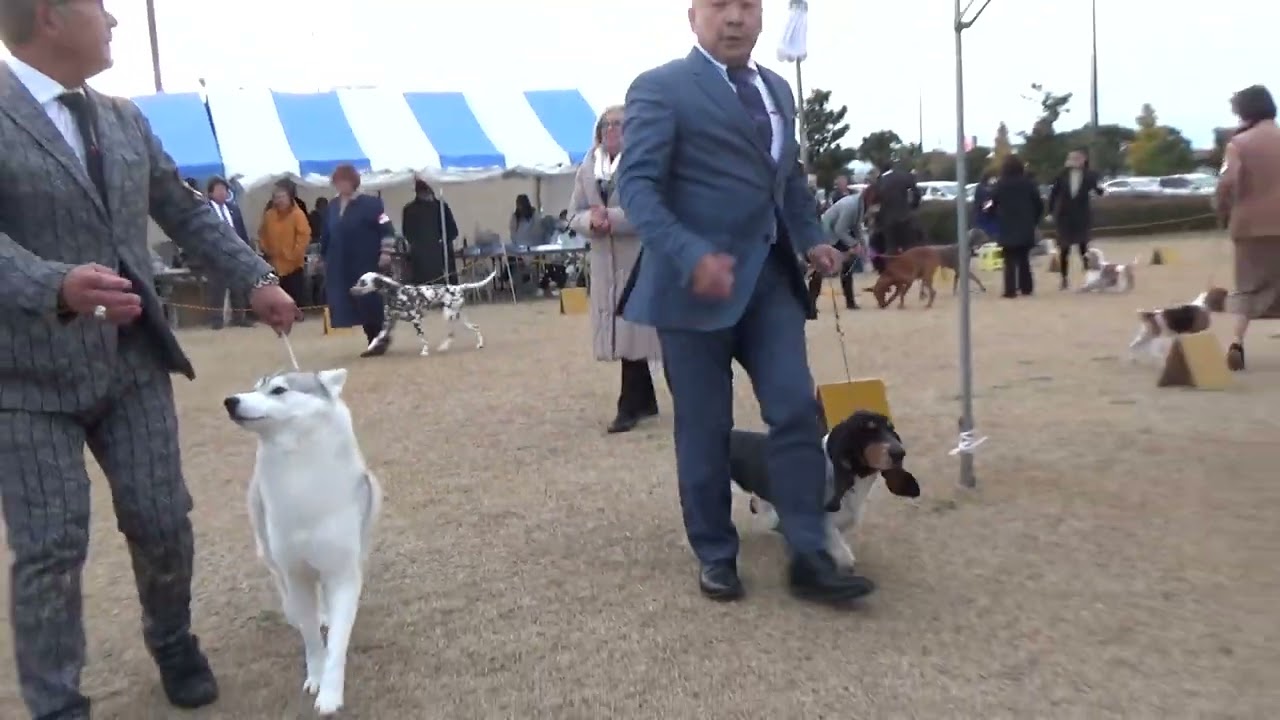 2022.12.11.　茨城セントラル愛犬クラブ展　ベストジュニアインショー戦