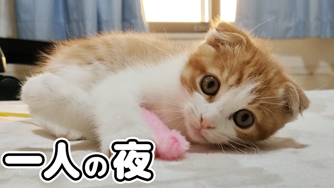 初めて一人の夜を過ごした子猫が次の日はこうなりました。。。