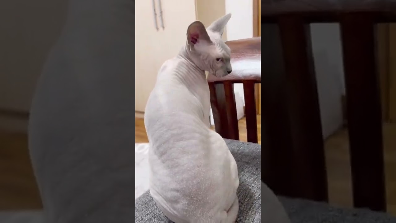 猫の背中に波を立てる方法【スフィンクス猫】