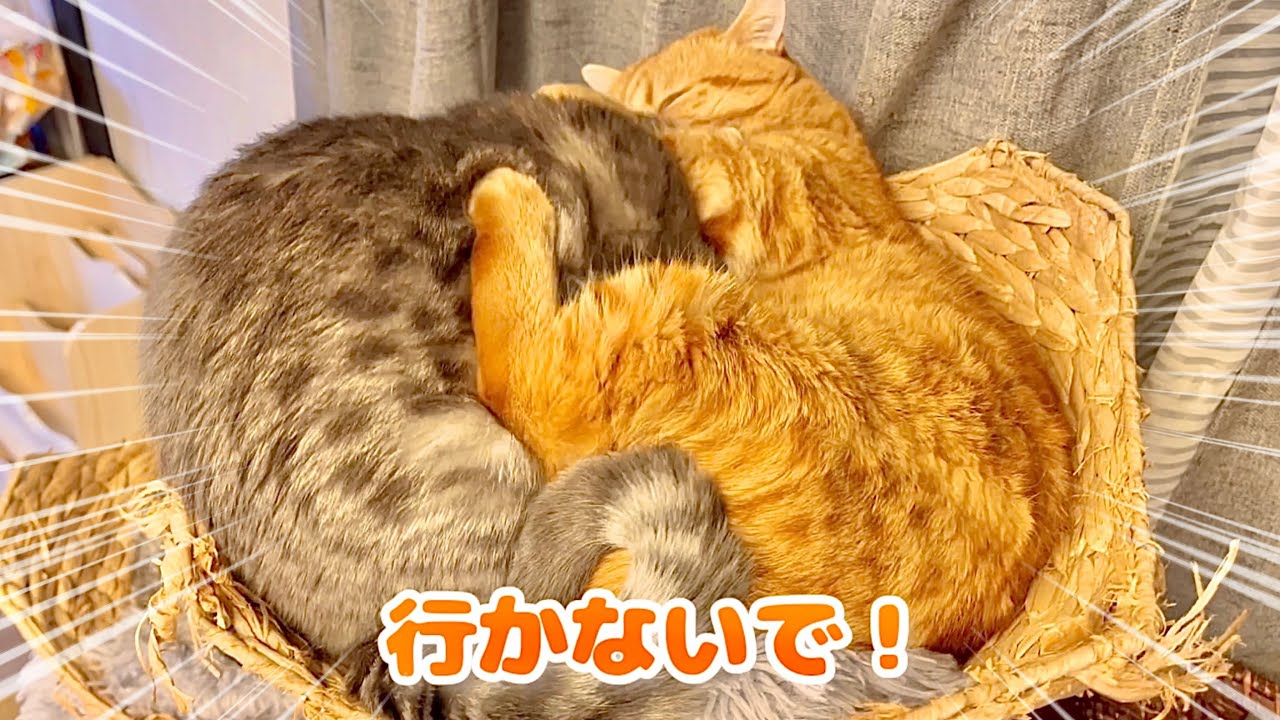 おぎんをめちゃくちゃかわいがる茶々パパ。