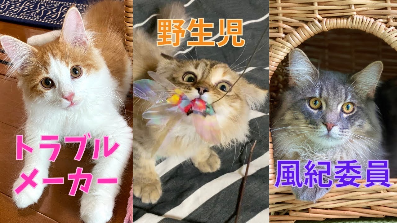 ノルウェージャンフォレストキャット＆サイベリアン。猫の性格をご紹介！【多頭飼い】